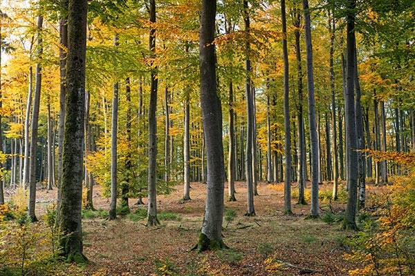 trees in a forest